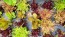 Lettuce 'Valentine Mix' Seeds (Certified Organic)
