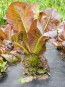 Lettuce 'Red Romaine' Seeds (Certified Organic)