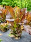 Lettuce 'Red Romaine' Seeds (Certified Organic)