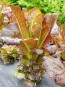 Lettuce 'Red Romaine' Seeds (Certified Organic)