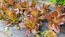 Lettuce 'Red Romaine' Seeds (Certified Organic)
