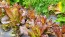 Lettuce 'Red Romaine' Seeds (Certified Organic)