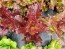 Lettuce 'Lolla Rossa' Seeds (Certified Organic)