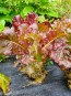 Lettuce 'Lolla Rossa' Seeds (Certified Organic)