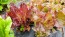 Lettuce 'Lolla Rossa' Seeds (Certified Organic)