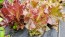 Lettuce 'Lolla Rossa' Seeds (Certified Organic)