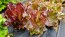 Lettuce 'Lolla Rossa' Seeds (Certified Organic)
