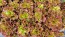 Lettuce 'New Red Fire' Seeds (Certified Organic)