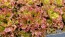 Lettuce 'New Red Fire' Seeds (Certified Organic)