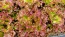Lettuce 'New Red Fire' Seeds (Certified Organic)