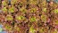 Lettuce 'New Red Fire' Seeds (Certified Organic)