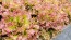 Lettuce 'New Red Fire' Seeds (Certified Organic)
