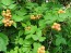 Wild Golden Raspberry Plant (4" Pot, single)