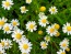German Chamomile Seeds (Certified Organic)