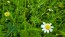 German Chamomile Seeds (Certified Organic)