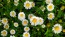 German Chamomile Seeds (Certified Organic)