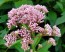 Joe Pye Weed Seeds (Certified Organic)