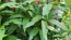 Joe Pye Weed Seeds (Certified Organic)