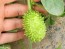 West Indian Burr Gherkin Seeds (Certified Organic) 