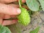 West Indian Burr Gherkin Seeds (Certified Organic) 