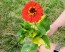 Zinnia 'California Giant Mix' Seeds (Certified Organic)