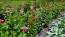 Zinnia 'California Giant Mix' Seeds (Certified Organic)