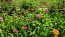 Zinnia 'California Giant Mix' Seeds (Certified Organic)