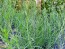 Pepicha AKA Chepiche Seeds (Certified Organic)