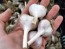  Certified Organic German White Culinary Garlic Harvested on our Farm - 4 oz. Bag (FARM PICK-UP)