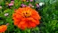 Zinnia 'California Giant Mix' Seeds (Certified Organic)