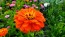 Zinnia 'California Giant Mix' Seeds (Certified Organic)