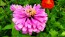 Zinnia 'California Giant Mix' Seeds (Certified Organic)