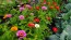 Zinnia 'California Giant Mix' Seeds (Certified Organic)