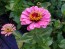 Zinnia 'California Giant Mix' Seeds (Certified Organic)