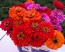 Zinnia 'California Giant Mix' Seeds (Certified Organic)