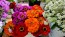 Zinnia 'California Giant Mix' Seeds (Certified Organic)