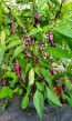 Hot Pepper ‘Buena Mulata' Seeds (Certified Organic)
