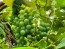 Grape 'Niagara' Seeds (Certified Organic)