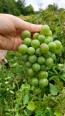 Grape 'Niagara' Seeds (Certified Organic)