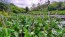 Pickerelweed Seeds (Certified Organic)
