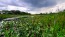 Pickerelweed Seeds (Certified Organic)