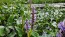 Pickerelweed Seeds (Certified Organic)
