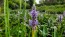 Pickerelweed Seeds (Certified Organic)