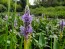 Pickerelweed Seeds (Certified Organic)