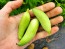 Caigua / Slipper Gourd Seeds (Certified Organic) 