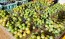 Grape 'Niagara' Seeds (Certified Organic)