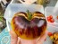 Tomato 'Sart Roloise Yellow Strain' Seeds (Certified Organic)