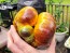 Tomato 'Sart Roloise Yellow Strain' Seeds (Certified Organic)