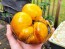 Tomato 'Sart Roloise Yellow Strain' Seeds (Certified Organic)