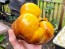 Tomato 'Sart Roloise Yellow Strain' Seeds (Certified Organic)